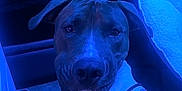 Necio joined the competition — help win amazing prizes! dog, pet, animal, indoor, blue_light, hand, tattoo, paw, carpet, bed, blanket, fur, canine, domestic_animal, closeup, companion, friendship, portrait, relaxation, calm