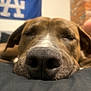 Necio is registered to the contest to win money with this photo: dog, close_up, sleeping, nose, animal, pet, indoor, resting, brown_fur, texture, blurred_background, flag, blue, brick_wall, cozy, calm, relaxed, face, snout, laying_down