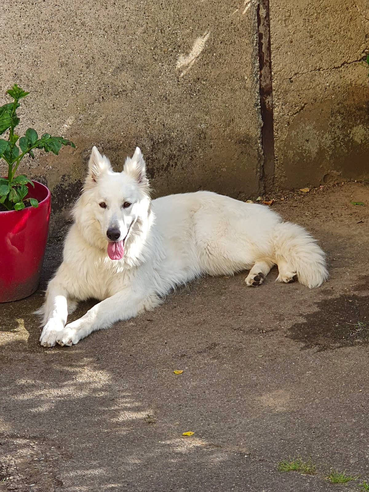 Maïka a rejoint le concours — aidez-le/la à gagner de superbes lots ! ancient_dog_breeds, canidae, carnivore, companion_dog, dog, dog_breed, dog_supply, fawn, flowerpot, fur, houseplant, japanese_spitz, non_sporting_group, plant, snout, sporting_group, tail, volpino_italiano, working_animal, working_dog