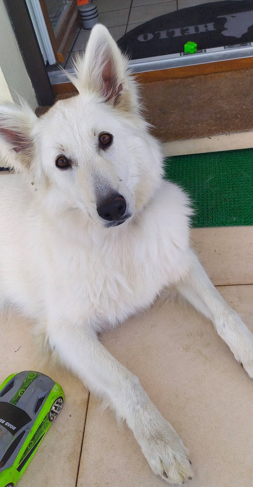 Maïka a rejoint le concours — aidez-le/la à gagner de superbes lots ! american_eskimo_dog, ancient_dog_breeds, camera, canidae, carnivore, companion_dog, dog, dog_breed, dog_supply, fur, giant_dog_breed, japanese_spitz, pet_supply, samoyed, sporting_group, telephone, volpino_italiano, whiskers, working_animal, working_dog