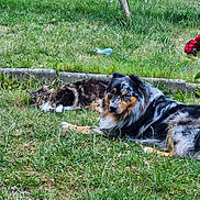 Pitch' a rejoint le concours — aidez-le/la à gagner de superbes lots ! animal, backyard, cat, companion, cute, dog, domestic, friendship, furry, grass, greenery, laying_down, nature, outdoor, pet, playground, relaxing, resting, summer, toy