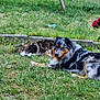 animal, backyard, cat, companion, cute, dog, domestic, friendship, furry, grass, greenery, laying_down, nature, outdoor, pet, playground, relaxing, resting, summer, toy