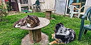 Pitch' participe au concours pour gagner de l'argent avec cette photo : animal, backyard, cat, companion, dog, door, fence, flower, fur, garden_chair, grass, greenery, house, nature, outdoor, pet, relaxing, resting, window, wooden_table