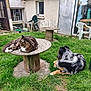 animal, backyard, cat, companion, dog, door, fence, flower, fur, garden_chair, grass, greenery, house, nature, outdoor, pet, relaxing, resting, window, wooden_table