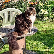 Pitch' participe au concours pour gagner de l'argent avec cette photo : cat, tabby, fluffy_tail, wooden_table, garden, flowers, orange_flowers, yellow_flowers, green_chair, plastic_chair, grass, sunlight, outdoor, nature, brick_wall, pet, animal, sitting, feline, daylight