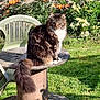 cat, tabby, fluffy_tail, wooden_table, garden, flowers, orange_flowers, yellow_flowers, green_chair, plastic_chair, grass, sunlight, outdoor, nature, brick_wall, pet, animal, sitting, feline, daylight