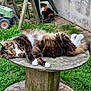 Pitch' a rejoint le concours — aidez-le/la à gagner de superbes lots ! animal, backyard, calico_cat, cat, daylight, fur, garden_tools, grass, lounge, moss, nature, outdoor, pet, plastic_chairs, playful, relaxed, tabby_cat, toy_tractor, wall, wooden_table