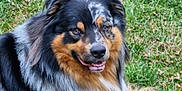 Ulck participe au concours pour gagner de l'argent avec cette photo : animal, canine, cute, dog, ears, fluffy, friendly, fur, grass, happy, laying, muzzle, nature, outdoor, pet, portrait, relaxed, summer, tongue, tri_color