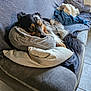 Ulck participe au concours pour gagner de l'argent avec cette photo : animal, blanket, canine, comfort, couch, cozy, dog, fur, furniture, home, indoor, laying_down, living_room, pet, pillow, relaxed, resting, sleepy, soft, tail