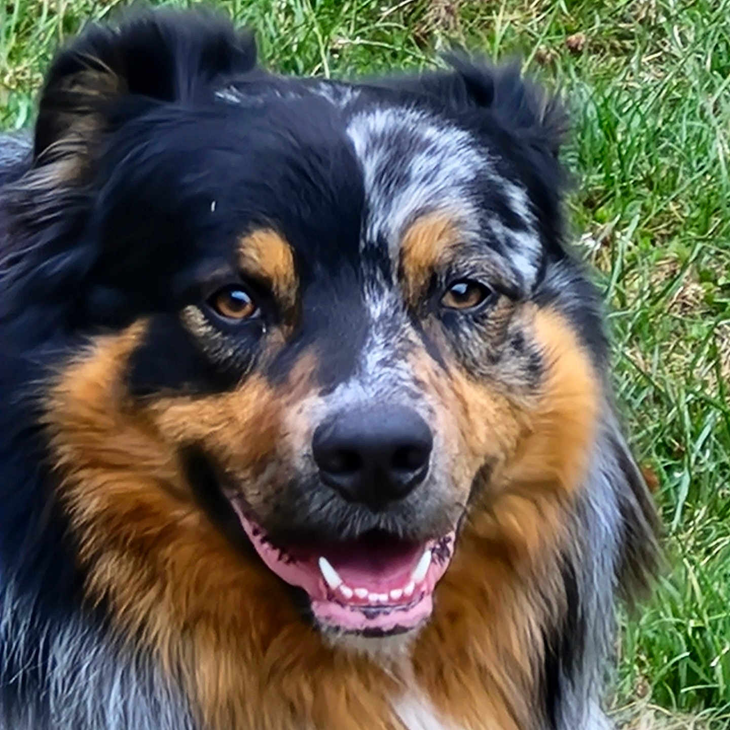 Ulck a rejoint le concours — aidez-le/la à gagner de superbes lots ! animal, australian_shepherd, canine, closeup, daylight, dog, ears, eyes, friendly, fur, grass, happy, muzzle, nature, outdoor, pet, portrait, smiling, tongue, vibrant