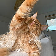 Ulys participe au concours pour gagner de l'argent avec cette photo : cat, closeup, couch, feline, fluffy_fur, fur, home, indoor, lamp, living_room, mammal, orange_cat, paw, pet, relaxed, resting, soft_light, stretching, whiskers, window