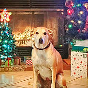Lili is registered to the contest to win money with this photo: bright_colors, celebration, christmas_lights, christmas_tree, collar, cozy, decorations, dog, festive, fireplace, gift_box, holiday, home, indoor, ornaments, pet, seasonal, sitting, tiled_floor, warm_lighting
