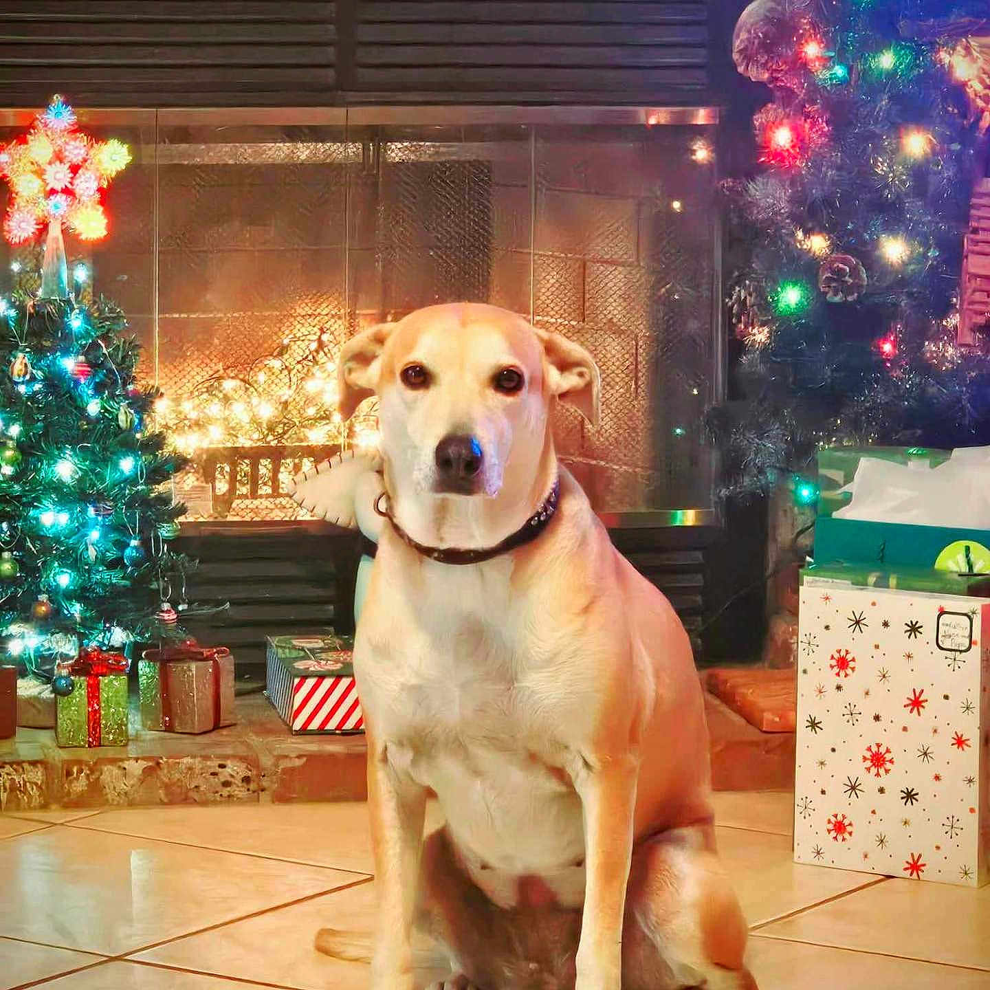 Lili