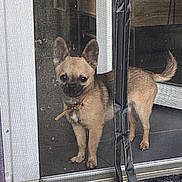 Minus participe au concours pour gagner de l'argent avec cette photo : dog, small_dog, tan_dog, indoor, screen_door, mesh_screen, pet, animal, standing, curious, floor, door_frame, collar, tail, ears_up, looking_outside, household, mat, tile_floor, home