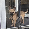 dog, small_dog, tan_dog, indoor, screen_door, mesh_screen, pet, animal, standing, curious, floor, door_frame, collar, tail, ears_up, looking_outside, household, mat, tile_floor, home