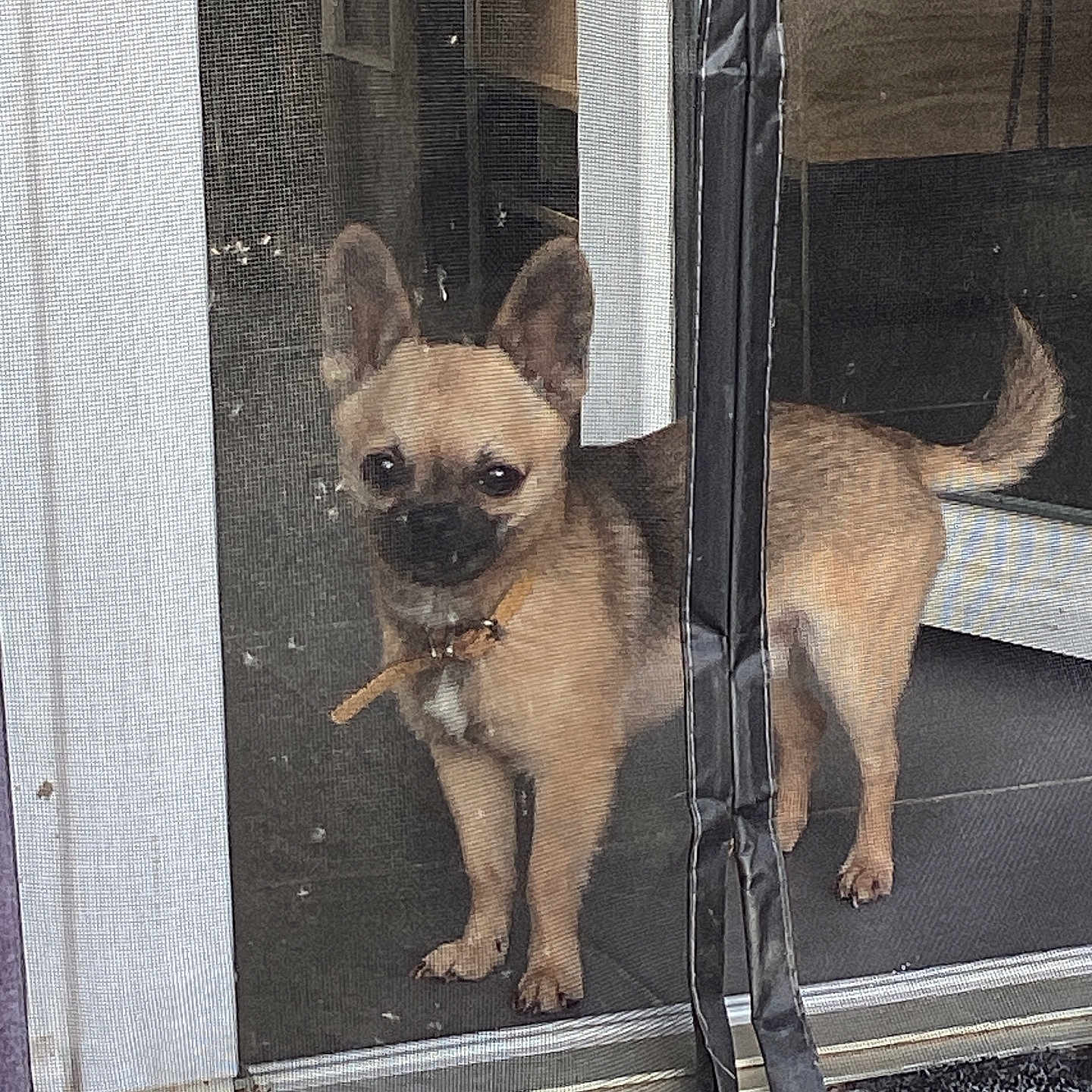 Minus participe au concours pour gagner de l'argent avec cette photo : dog, small_dog, tan_dog, indoor, screen_door, mesh_screen, pet, animal, standing, curious, floor, door_frame, collar, tail, ears_up, looking_outside, household, mat, tile_floor, home