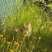 Olive a rejoint le concours — aidez-le/la à gagner de superbes lots ! animal, camouflage, cat, daylight, fence, garden, grass, greenery, hidden, nature, outdoor, pet, plants, quiet, shrubbery, summer, sunlight, wilderness, wildflowers, yellow_flowers