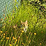 cat, grass, wildflowers, greenery, outdoor, nature, fence, yellow_flowers, plants, sunlight, camouflage, animal, pet, quiet, summer, daylight, garden, shrubbery, wilderness, hidden