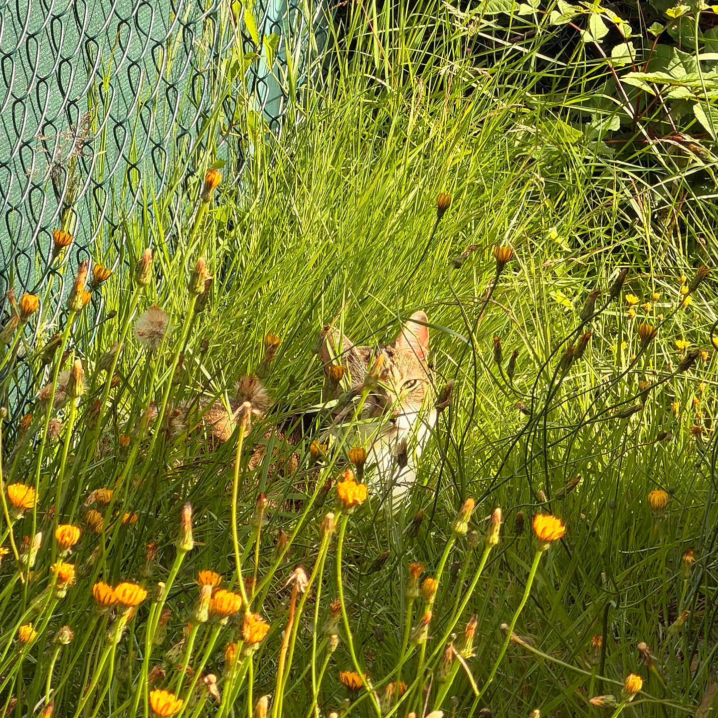 Olive a rejoint le concours — aidez-le/la à gagner de superbes lots ! animal, camouflage, cat, daylight, fence, garden, grass, greenery, hidden, nature, outdoor, pet, plants, quiet, shrubbery, summer, sunlight, wilderness, wildflowers, yellow_flowers