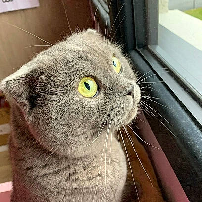 Flip a rejoint le concours — aidez-le/la à gagner de superbes lots ! british_shorthair, carnivore, cat, chartreux, domestic_short_haired_cat, ear, eye, felidae, fur, gadget, korat, small_to_medium_sized_cats, snout, terrestrial_animal, whiskers, window, wood