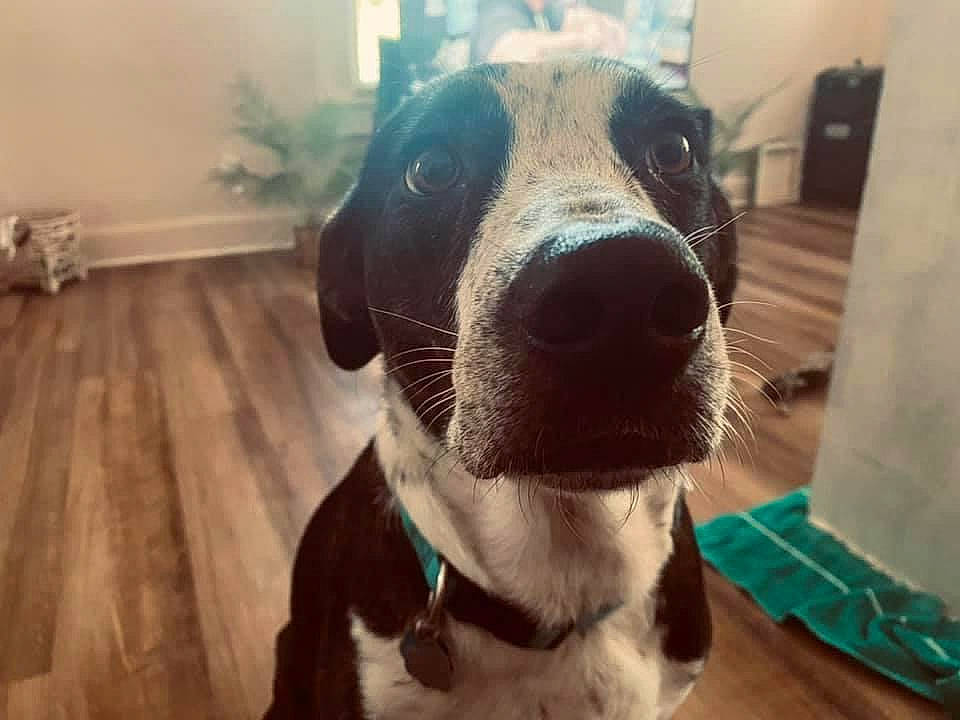 Sophie is registered to the contest to win money with this photo: canidae, carnivore, collar, companion_dog, dog, dog_breed, dog_collar, dog_supply, ear, fawn, fur, non_sporting_group, pet_supply, plant, puppy, snout, sporting_group, whiskers, working_animal, working_dog