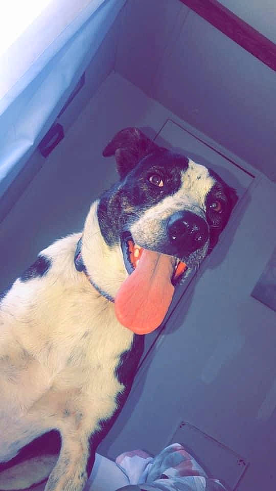 Sophie joined the competition — help win amazing prizes! canidae, carmine, carnivore, cloud, collar, companion_dog, dog, dog_breed, dog_collar, fawn, fur, giant_dog_breed, paw, pet_supply, sporting_group, tail, tints_and_shades, vehicle_door, winter, working_animal