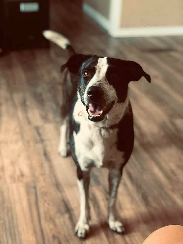 Sophie is registered to the contest to win money with this photo: canidae, carnivore, collar, companion_dog, dog, dog_breed, dog_collar, fawn, flooring, hardwood, leash, pet_supply, plank, snout, sporting_group, tail, tints_and_shades, whiskers, wood, working_animal