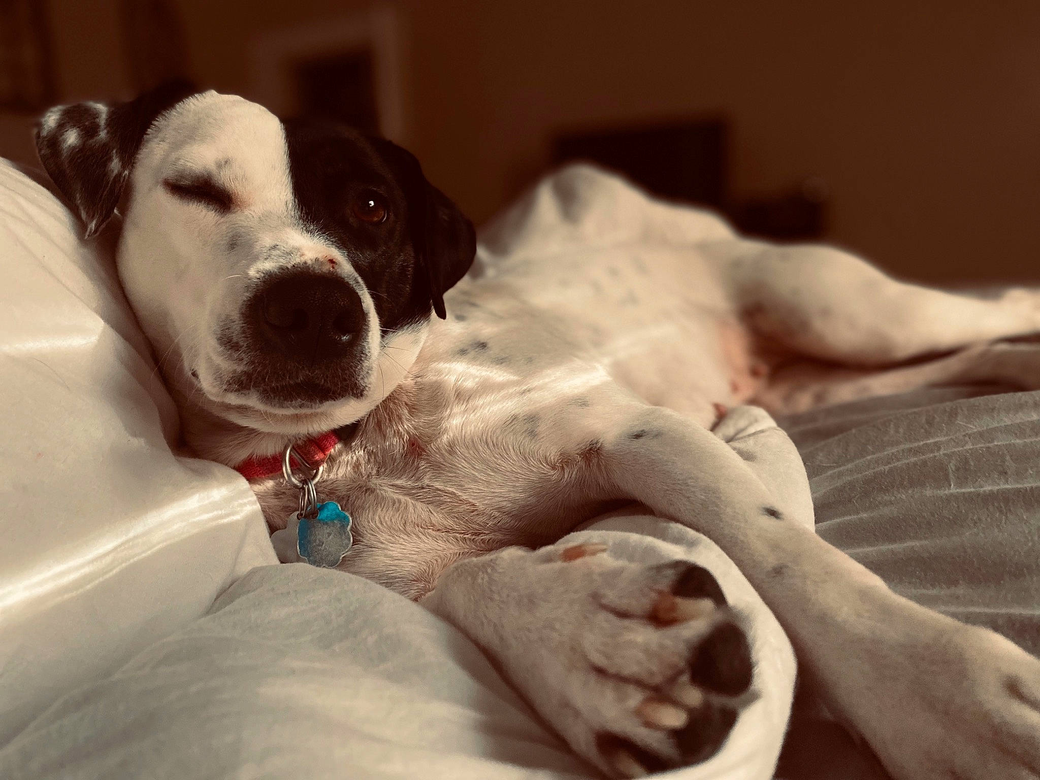 Chloe is registered to the contest to win money with this photo: canidae, carnivore, collar, comfort, companion_dog, dog, dog_breed, dog_collar, fawn, flesh, foot, fur, guard_dog, jaw, linens, paw, snout, sporting_group, whiskers, working_animal