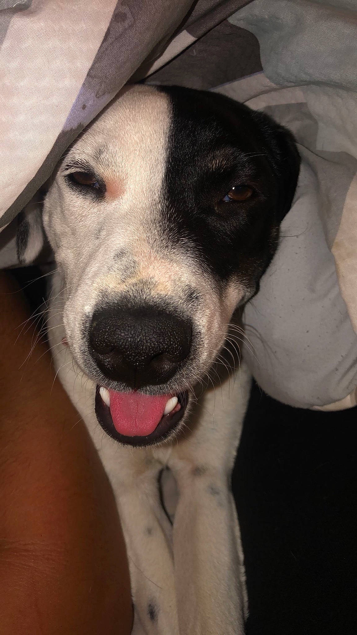 Chloe is registered to the contest to win money with this photo: canidae, carnivore, companion_dog, dog, dog_breed, dog_collar, ear, eyewear, fang, fawn, fur, hat, head, jaw, metal, puppy_love, snout, sporting_group, whiskers, working_animal