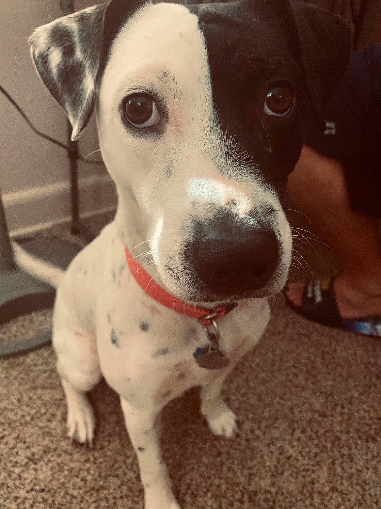 Chloe joined the competition — help win amazing prizes! canidae, carnivore, collar, companion_dog, dog, dog_breed, dog_collar, flooring, fur, metal, monochrome_photography, non_sporting_group, pet_supply, snout, sporting_group, whiskers, white, working_animal