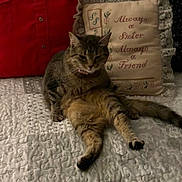 Briar joined the competition — help win amazing prizes! cat, tabby, quilt, pillow, embroidery, red_cushion, bedspread, indoor, pet, relaxed, sitting, feline, cozy, decor, home, animal, resting, cute, fur, domestic