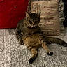 cat, tabby, quilt, pillow, embroidery, red_cushion, bedspread, indoor, pet, relaxed, sitting, feline, cozy, decor, home, animal, resting, cute, fur, domestic