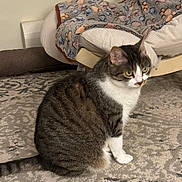 Rose is registered to the contest to win money with this photo: cat, tabby_cat, indoor, carpet, pet_bed, blanket, animal, feline, fur, sitting, floor, domestic_cat, cute, cozy, home, pet, whiskers, alert, paw_prints, resting