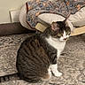 cat, tabby_cat, indoor, carpet, pet_bed, blanket, animal, feline, fur, sitting, floor, domestic_cat, cute, cozy, home, pet, whiskers, alert, paw_prints, resting