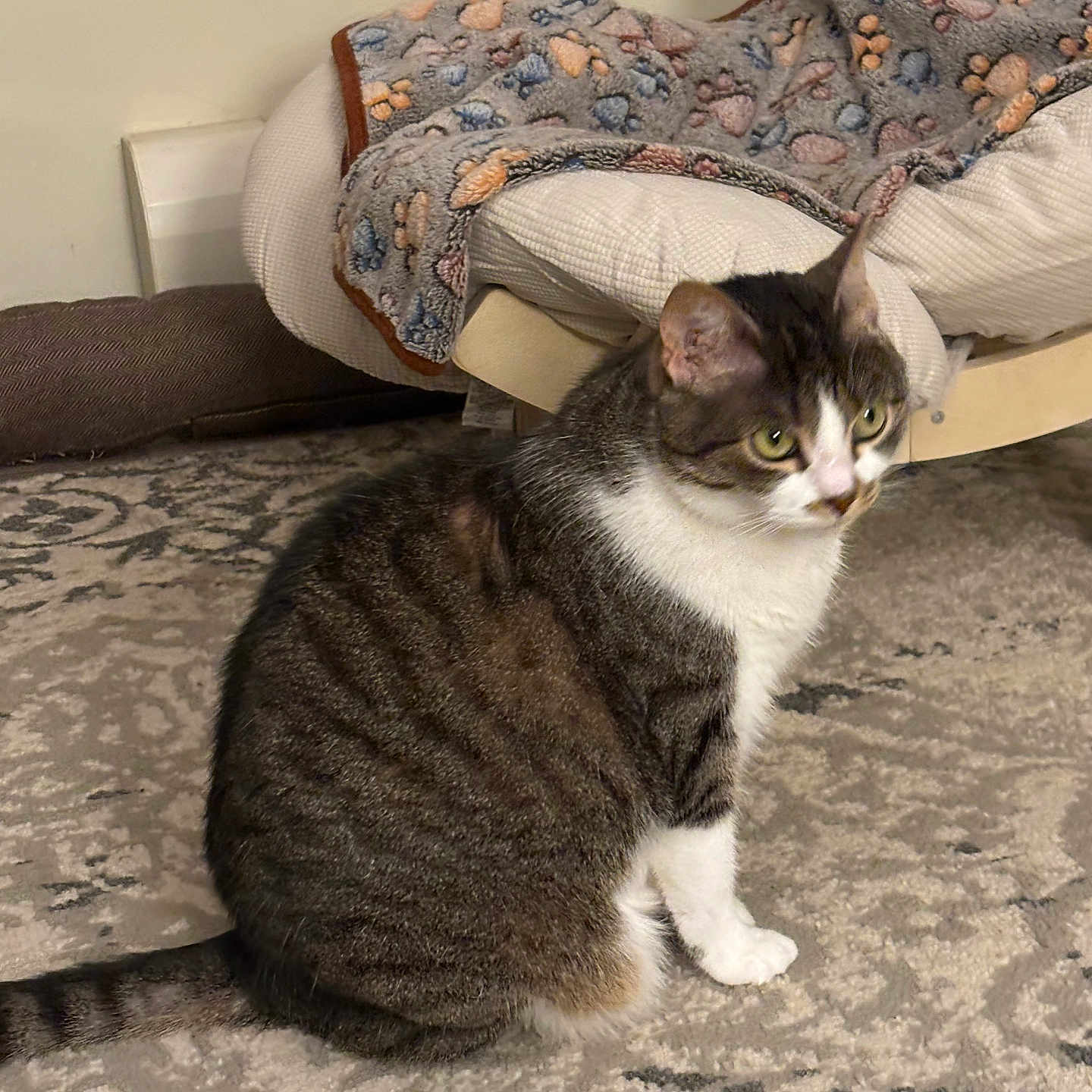 Rose is registered to the contest to win money with this photo: cat, tabby_cat, indoor, carpet, pet_bed, blanket, animal, feline, fur, sitting, floor, domestic_cat, cute, cozy, home, pet, whiskers, alert, paw_prints, resting