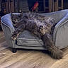 cat, fluffy, gray, couch, furniture, living_room, wooden_floor, relaxed, pet, indoor, cozy, long_hair, tail, paw, resting, domestic_animal, home, cabinet, comfy, animal