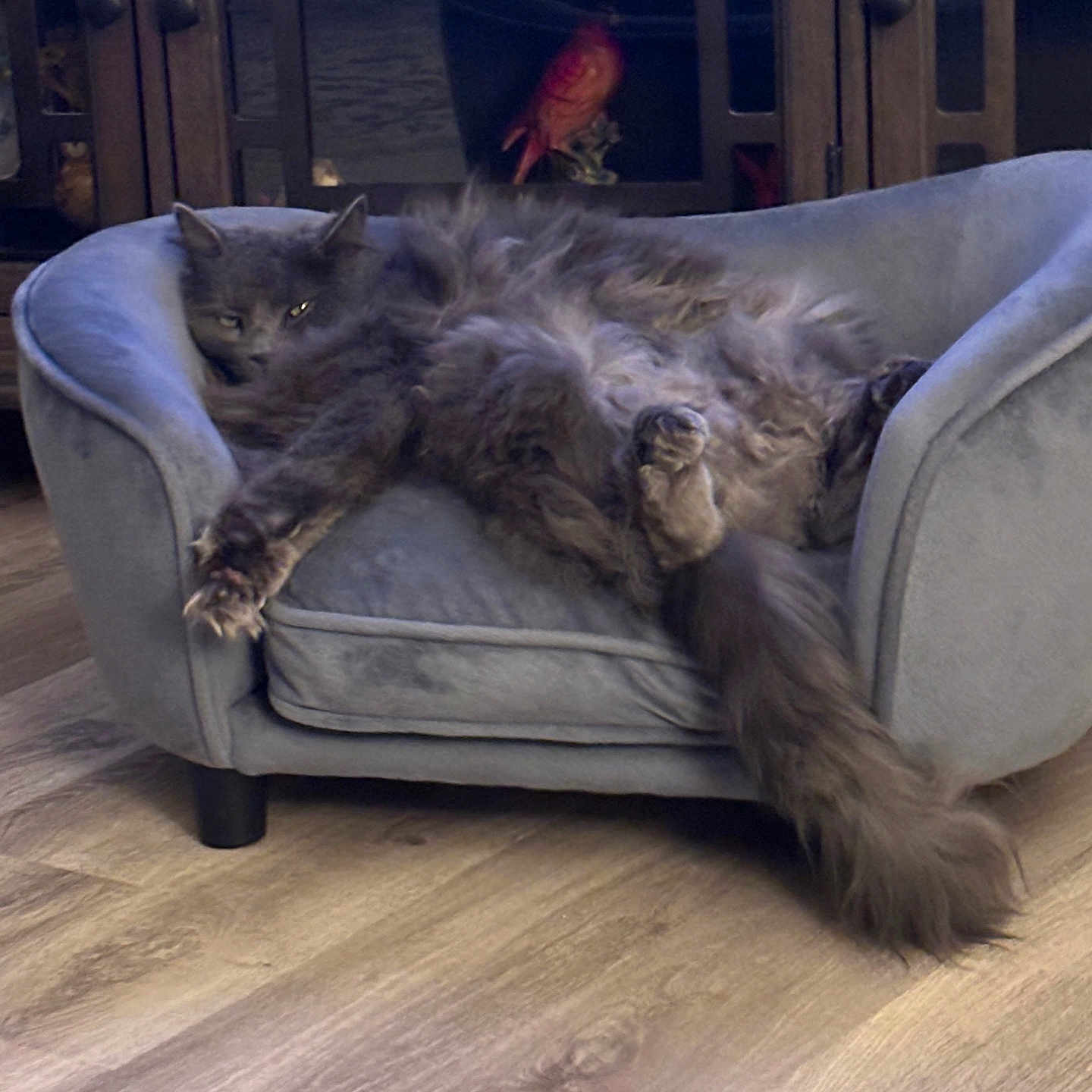 Rascal
