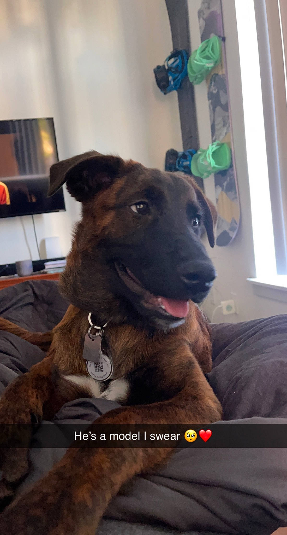 Lex joined the competition — help win amazing prizes! canidae, carnivore, collar, companion_dog, dog, dog_breed, dog_collar, door, fur, giant_dog_breed, guard_dog, sporting_group, whiskers, working_animal, working_dog