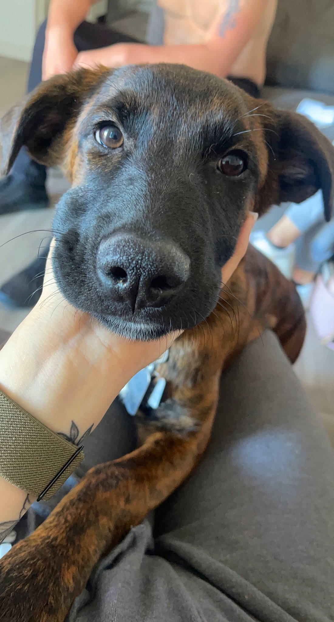 Lex joined the competition — help win amazing prizes! borador, canidae, carnivore, collar, companion_dog, dog, dog_breed, fawn, fur, guard_dog, pet_supply, snout, sporting_group, whiskers, working_animal, working_dog