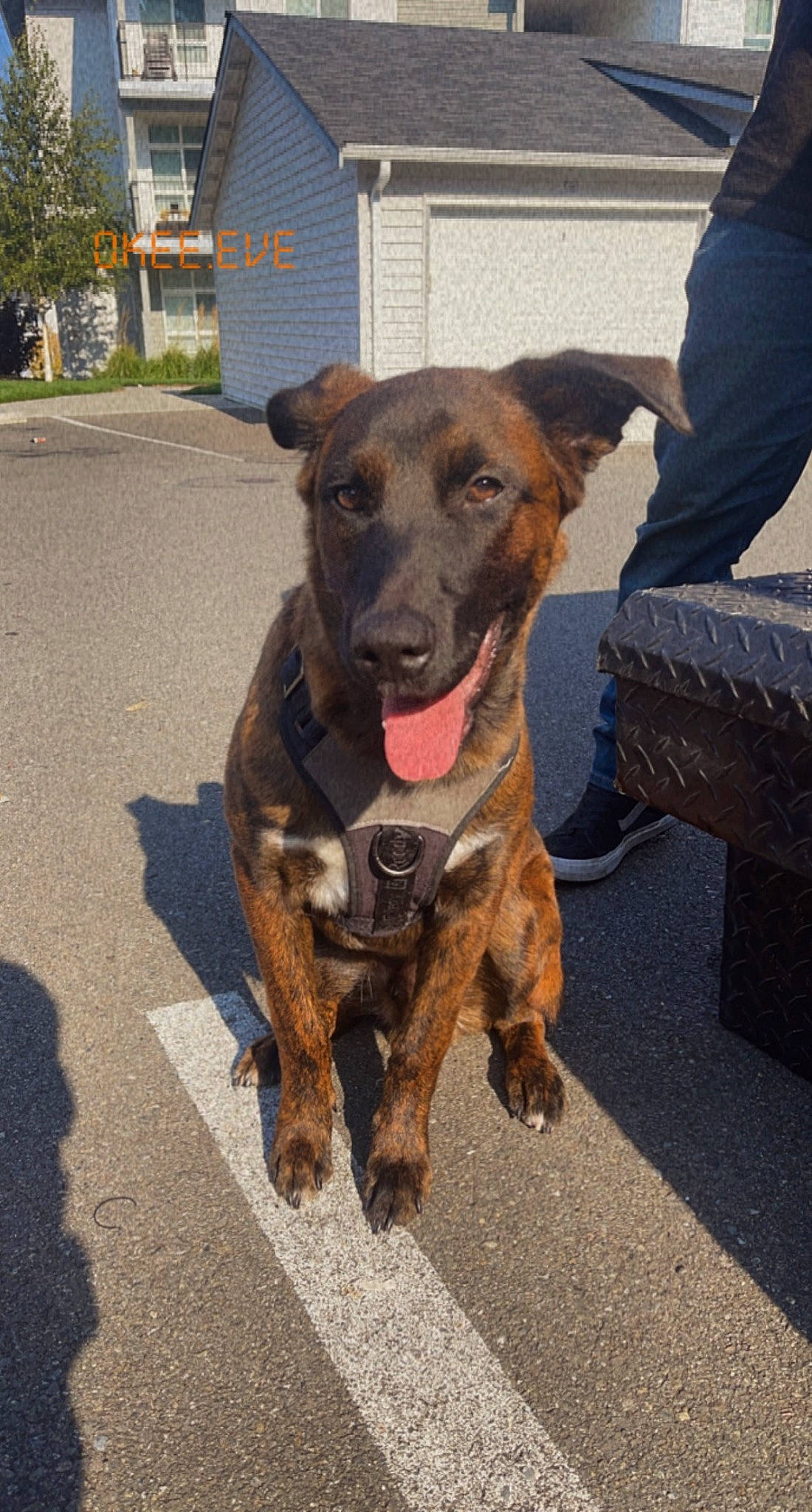 Lex is registered to the contest to win money with this photo: canidae, carnivore, collar, companion_dog, dog, dog_breed, dog_collar, dog_supply, fawn, fur, leash, liver, plant, road_surface, snout, sporting_group, tail, tree, working_animal, working_dog