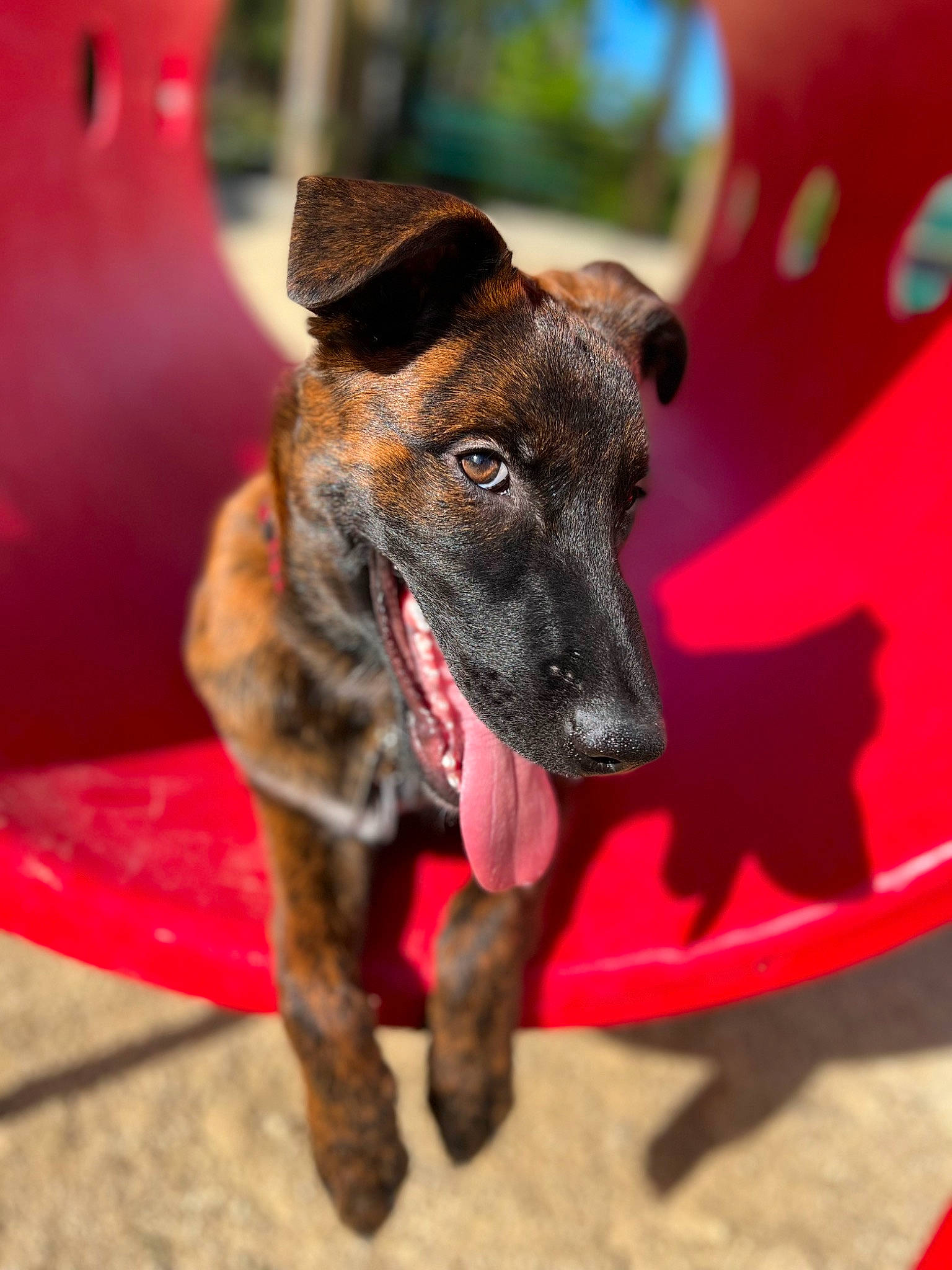 Lex is registered to the contest to win money with this photo: canidae, carnivore, collar, companion_dog, dog, dog_breed, dog_collar, dog_supply, fawn, magyar_agar, metal, non_sporting_group, rampur_greyhound, sighthound, snout, sporting_group, terrestrial_animal, whiskers, working_animal, working_dog