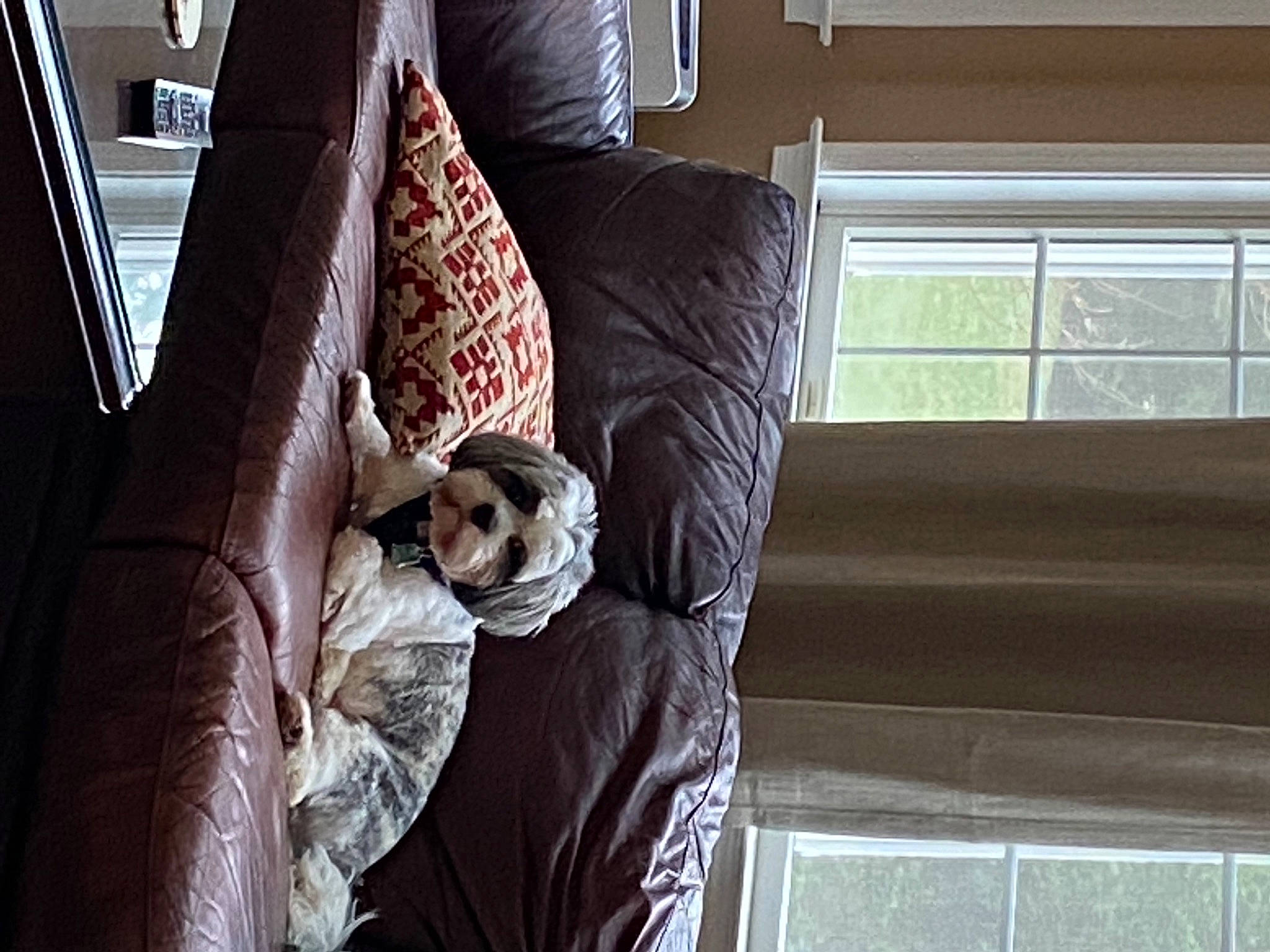 Davinci is registered to the contest to win money with this photo: comfort, couch, floor, flooring, hardwood, house, human_leg, interior_design, leg, linens, living_room, property, shade, sitting, sunglasses, textile, tints_and_shades, wall, window, wood