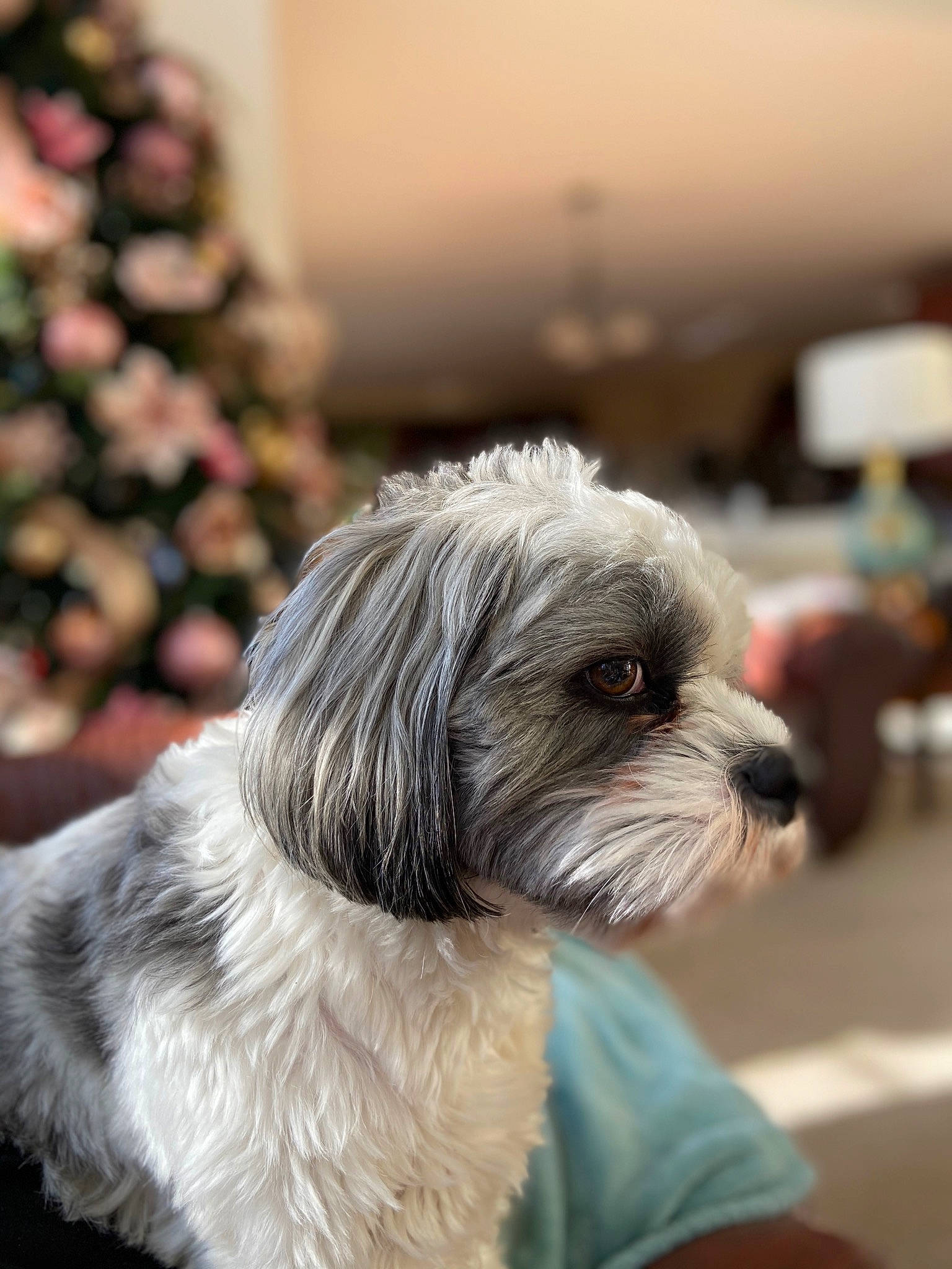 Davinci joined the competition — help win amazing prizes! ancient_dog_breeds, canidae, carnivore, companion_dog, dog, dog_breed, fur, liver, mal_shi, maltepoo, non_sporting_group, poodle_crossbreed, shih_poo, shih_tzu, small_terrier, sporting_group, terrestrial_animal, terrier, toy_dog, working_animal