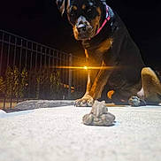 Ava is registered to the contest to win money with this photo: animal, bear, boxer, bulldog, canine, dog, fence, hound, lighting, nature, night, outdoors, pet, puppy, racket, sky, sport, tennis, tennisracket, water