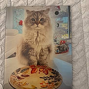 Isaac is registered to the contest to win money with this photo: animal, background, cat, couch, cozy, curious, decorative, eyes, face, fluffy, fur, furniture, home, indoor, pet, plate, sitting, table, toy, window