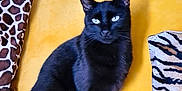 Max a rejoint le concours — aidez-le/la à gagner de superbes lots ! alert, animal, black_cat, cat, cozy, cushion, cute, domestic, ears, feline, fur, home, indoor, mammal, pet, resting, sitting, tail, whiskers, yellow_couch