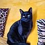 alert, animal, black_cat, cat, cozy, cushion, cute, domestic, ears, feline, fur, home, indoor, mammal, pet, resting, sitting, tail, whiskers, yellow_couch