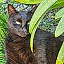 animal, black_cat, cat, closeup, eyes, feline, fur, garden, grass, laying, leaves, mammal, nature, outdoor, pet, plants, relaxing, rocks, sunlight, whiskers