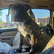 Diamond joined the competition — help win amazing prizes! puppy, dog, brindle, car_interior, center_console, collar, window, sunlight, parking_lot, store_sign, seat, leather_seat, pet, animal, vehicle, daylight, curious, indoor, domestic_animal, front_seat