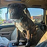 puppy, dog, brindle, car_interior, center_console, collar, window, sunlight, parking_lot, store_sign, seat, leather_seat, pet, animal, vehicle, daylight, curious, indoor, domestic_animal, front_seat